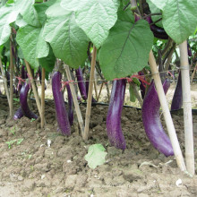 HE17 Xiao longues graines d&#39;aubergines hybrides rouges pourpres